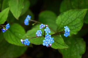 myosotis är en släkte av blommande växter i de familj boraginaceae. Glöm mig inte blomma på de trädgård. foto