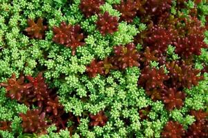 sedum i natur. naturlig bakgrund av grön sedum foto