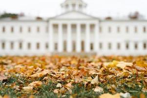 hösttid lövverk löv faller skogspark natur foto