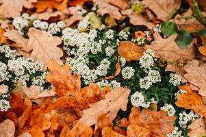 hösttid lövverk löv faller skogspark natur foto