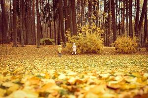 hösten hösten människor park skog foto
