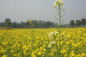 senap blomma i bangladesh foto