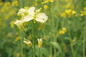 senap blomma i bangladesh foto