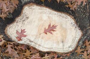 blad falla, lönn djupröd blad på de bakgrund av en skära av en färsk fällda träd foto