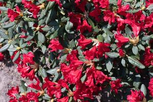 mörk röd krypande rhododendron scharlakansrött undra, färgrik med ruggig klocka formad blommor och mörk grön tät löv, blommig vintergröna buske för trädgård, blommig bakgrund, hög kvalitet Foto