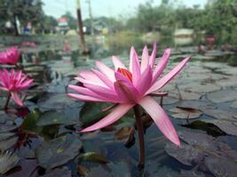 lotus blomma flytande på vatten natur bakgrund skrivbordet tapet foto