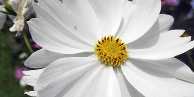 fält av strålglans kosmos blommor under de tropisk Sol skrivbordet 4k tapet foto