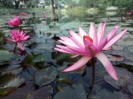 lotus blomma flytande på vatten natur bakgrund skrivbordet tapet foto