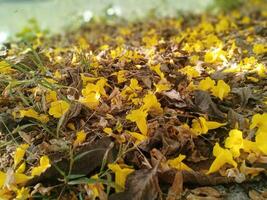 skön blomma 4k tapet fallen löv jord naturlig bakgrund Foto