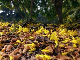 hög kvalitet tapet av fallen löv på jord gul blommor bakgrund foto