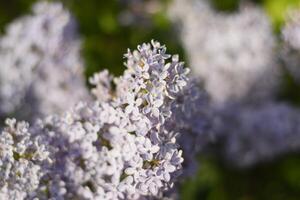 blommor blomning lila. skön lila lila blommor utomhus. foto