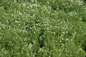 blommande kamomill i de trädgård. medicinsk kamomill foto