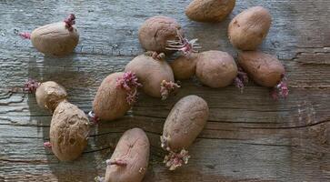 potatisar med groddar på en trä- bakgrund. utsäde potatisar för plantering. foto