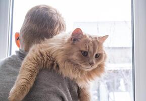 barn, pojke innehar hans fluffig röd katt på hans axel nära de fönster. en barn stroke en katt. anknytning mellan barn och sällskapsdjur. de rolig liv av katter på Hem foto