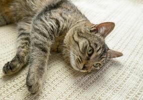 porträtt av en sovande grå inhemsk katt på en stickat Tröja. de katt lat slumrar foto