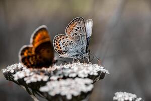 närbild fotografi av fjäril söt fjäril Foto