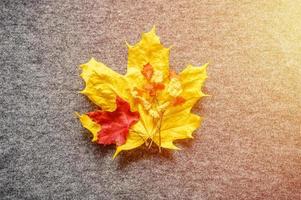 höstens gula och röda lönnlöv foto