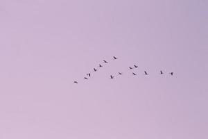 flock av tranor som flyger i himlen foto