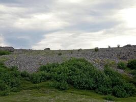 skog tundra landskap i de sommar. taiga av sibirien. yamal. foto