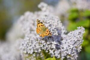 fjäril vanessa cardui på lila blommor. pollinering blomning syrener. foto