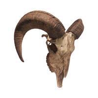 Foto av en get eller får skalle med horn