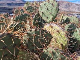 utforska lanzarotes fantastisk kaktus trädgårdar, var de vibrerande nyanser och varierande former av dessa växter skapa en fascinerande gobeläng av öken- liv. foto