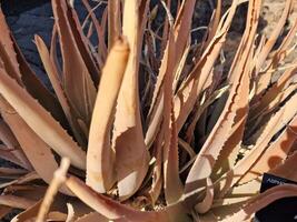 utforska lanzarotes fantastisk kaktus trädgårdar, var de vibrerande nyanser och varierande former av dessa växter skapa en fascinerande gobeläng av öken- liv. foto