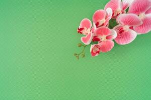 vår och sommar sammansättning tillverkad med rosa orkide blomma på grön bakgrund med kopia Plats. minimal begrepp. kreativ trendig blommig bakgrund aning. blomma estetisk. platt lägga. topp av se. foto