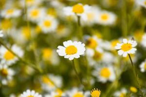 kamomill blommor. farmaceutisk kamomill. medicinsk växt kamomill, blommande. foto