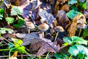 fotografi till tema stor skön giftig svamp i skog på löv bakgrund foto