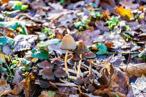 fotografi till tema stor skön giftig svamp i skog på löv bakgrund foto