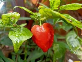 habanero chilipeppar varm papper gendot foto