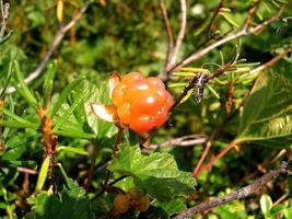 bär molnbär i de clearing. tundra bär. foto