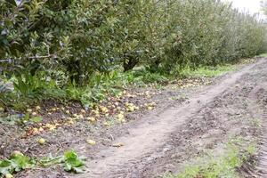 äpple fruktträdgård. rader av träd och de frukt av de jord under t foto