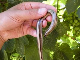 benlös ödla slända i mänsklig hand. anguis fragilis. foto