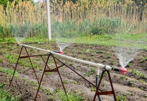 vatten sprinkler för vattning i de trädgård. vattning i de trädgård foto