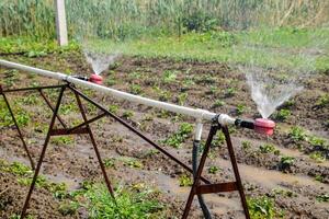 vatten sprinkler för vattning i de trädgård. vattning i de trädgård foto