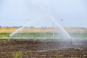 bevattning systemet i fält av meloner. vattning de fält. sprinkler foto