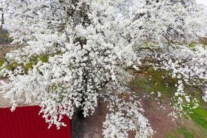 blomning körsbär plommon. vit blommor av plommon träd på de grenar av en träd. vår trädgård. foto