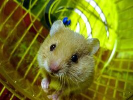 hamster Hem i förvaring i fångenskap. hamster löpning hjul. röd hamster foto