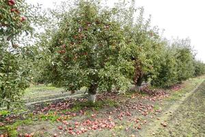 äpple fruktträdgård. rader av träd och de frukt av de jord under t foto