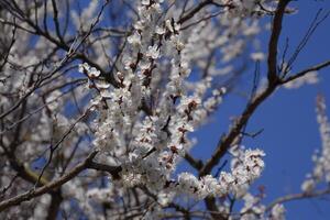 vår blommande träd. pollinering av blommor av aprikos. blomning vild aprikos i de trädgård foto