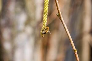 pollinering förbi bin örhängen hasselnöt. blommande Hassel hasselnöt. foto