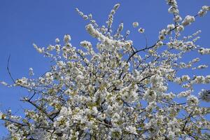 blomning körsbär plommon. vit blommor av plommon träd på de grenar av en träd. vår trädgård. foto