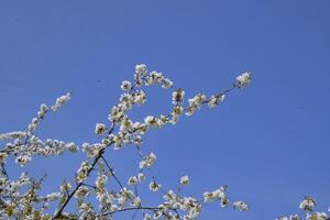blomning körsbär plommon. vit blommor av plommon träd på de grenar av en träd. vår trädgård. foto
