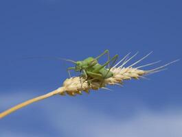 isofia. gräshoppa är ett isofi på en vete spikelet. isofia en foto