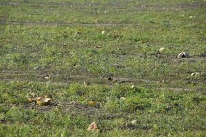 ett övergiven fält av vattenmeloner och meloner. rutten vattenmeloner. resterna av de skörda av meloner. rötning grönsaker på de fält. foto