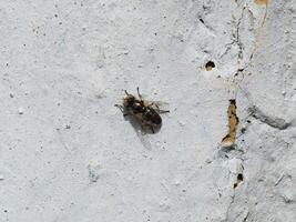 hoverfly Sammanträde på en vit vägg foto