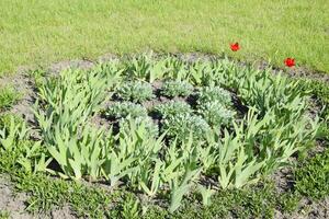 blomma säng med iris, tulpaner. grön rabatt. foto