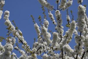 prunus avium blommande körsbär. körsbär blommor på en träd gren foto